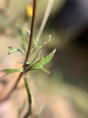 Bidens odorata
