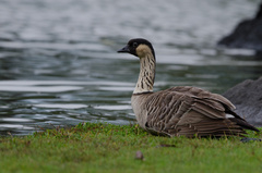 Branta sandvicensis