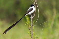 Tyrannus savana