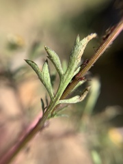 Bidens odorata
