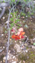 Dillwynia hispida