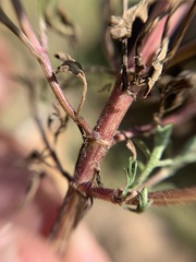 Bidens odorata