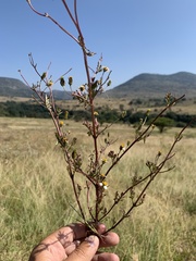 Bidens odorata