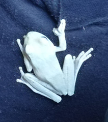 Boana platanera