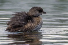 Pied-Billed Grebe photo 3