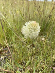 Ptilotus macrocephalus