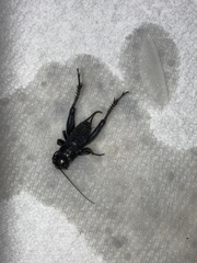 Gryllus