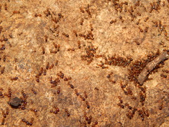 Pheidole