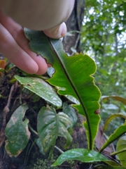 Elaphoglossum