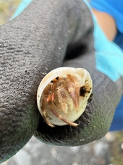 Coenobita