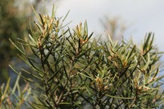 Lysicarpus angustifolius