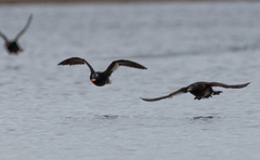 Melanitta stejnegeri