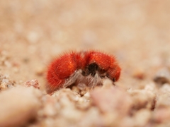 Sphaeropthalma unicolor