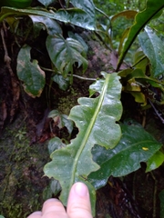 Elaphoglossum