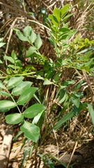 Phyllanthus reticulatus