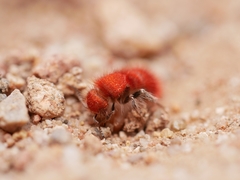 Sphaeropthalma unicolor