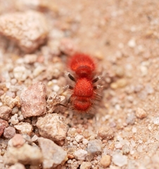 Sphaeropthalma unicolor