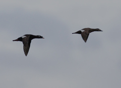 Melanitta stejnegeri