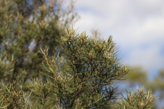 Lysicarpus angustifolius