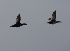 Melanitta stejnegeri