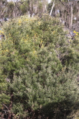 Lysicarpus angustifolius