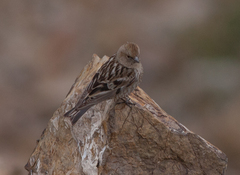 Leucosticte nemoricola