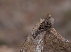 Leucosticte nemoricola