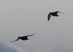 Melanitta stejnegeri