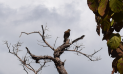 Buteogallus meridionalis