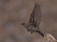 Leucosticte nemoricola