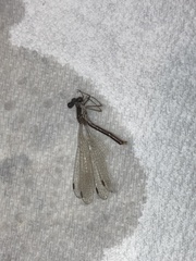 Lestes congener