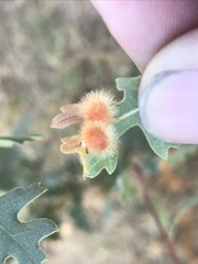Atrusca trimaculosa