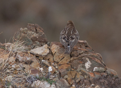 Leucosticte nemoricola