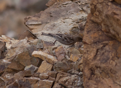 Leucosticte nemoricola