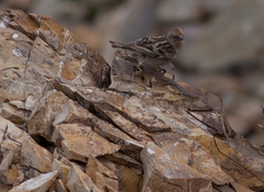Leucosticte nemoricola