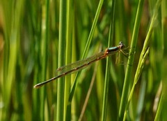 Austrolestes analis