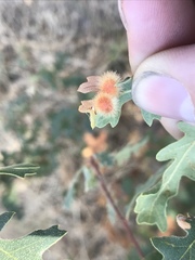 Atrusca trimaculosa