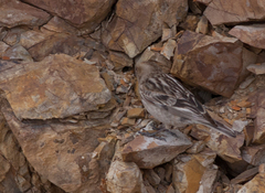 Leucosticte nemoricola