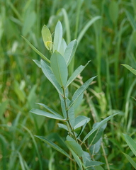 Salix myricoides