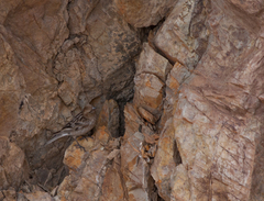 Leucosticte nemoricola