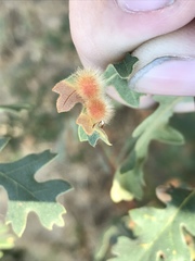 Atrusca trimaculosa