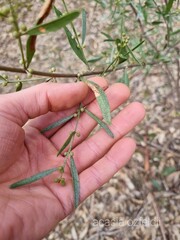 Acacia ausfeldii