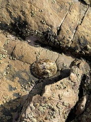 Lottia gigantea