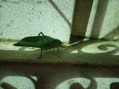 Stilpnochlora
