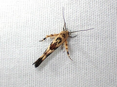 Stathmopoda melanochra