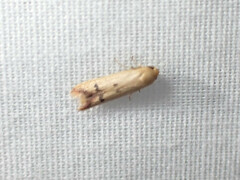 Tachystola hemisema