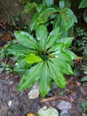 Costaceae