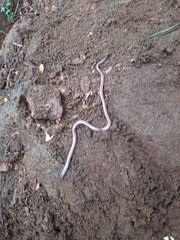 Indotyphlops braminus