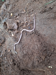 Indotyphlops braminus