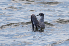 Leucophaeus pipixcan